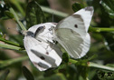 Pieris rapae